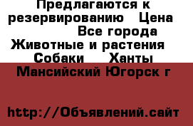 Предлагаются к резервированию › Цена ­ 16 000 - Все города Животные и растения » Собаки   . Ханты-Мансийский,Югорск г.